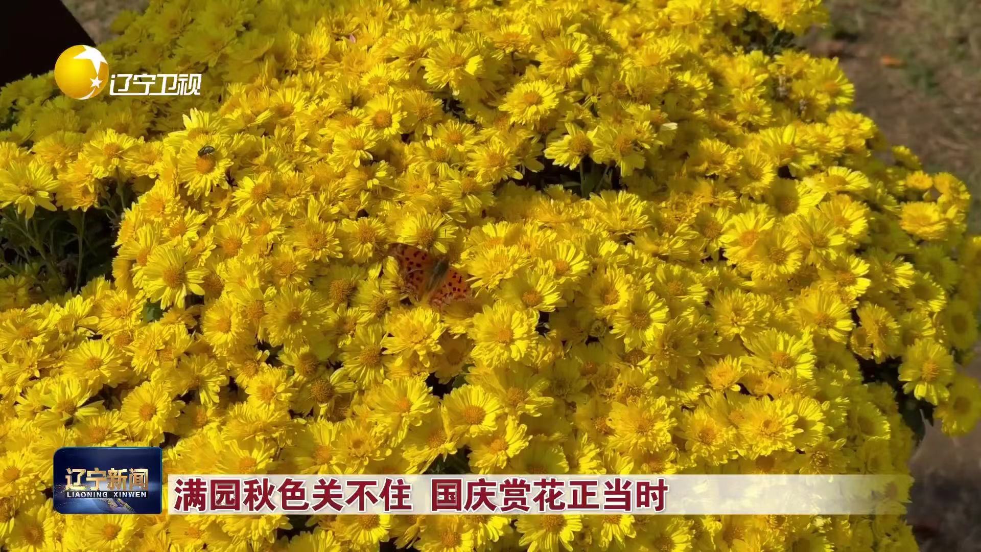 满园秋色关不住  国庆赏花正当时