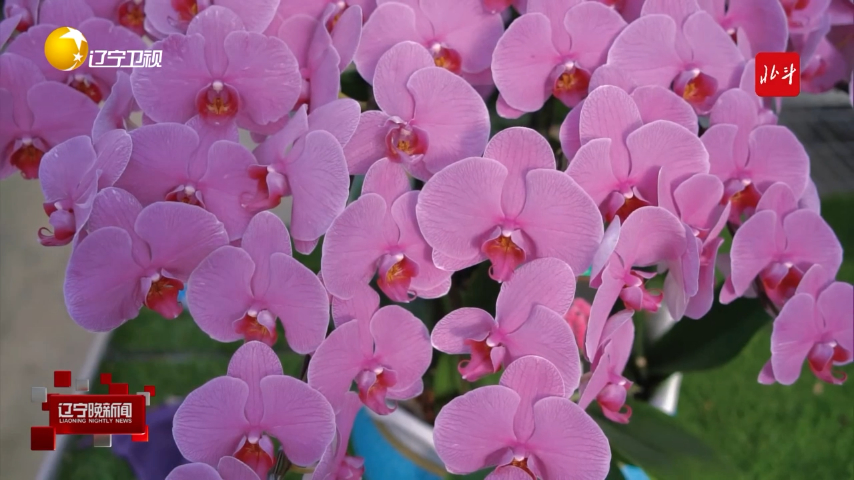 蝴蝶兰“花式”上新贺新春