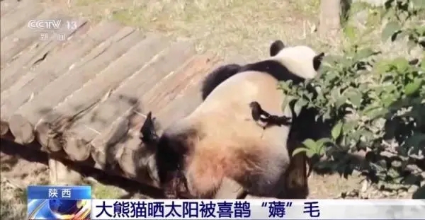 大熊猫被小鸟薅毛毫无反应淡定干饭 有趣画面曝光