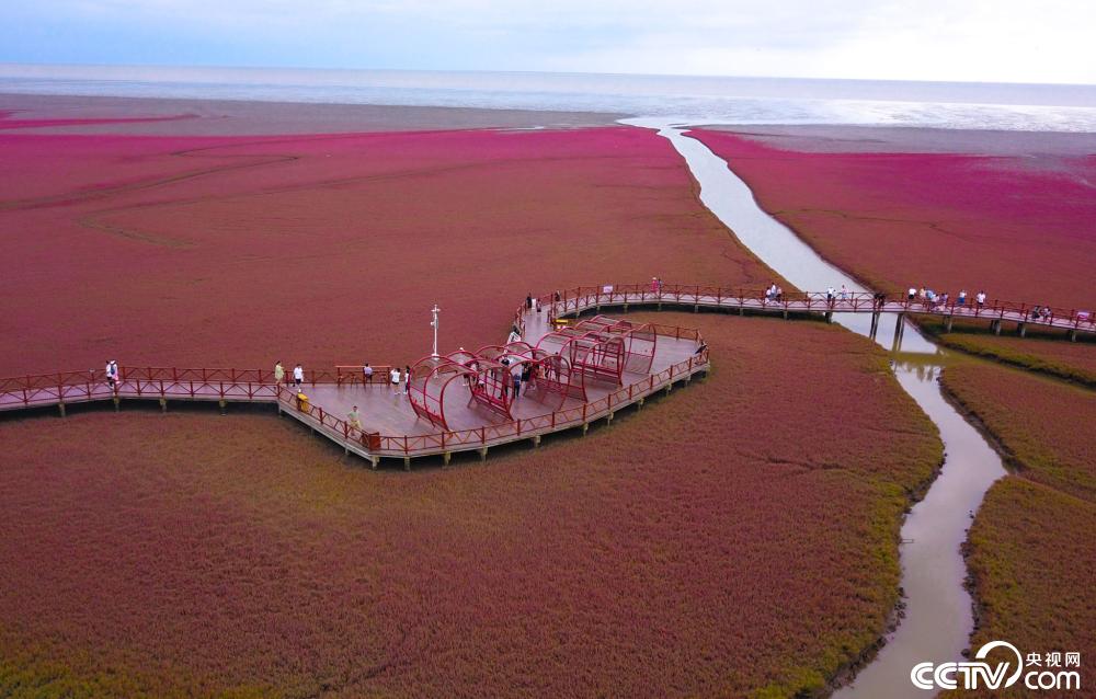 辽宁盘锦:红海滩碱蓬草迎来最佳观赏期-东北新闻网