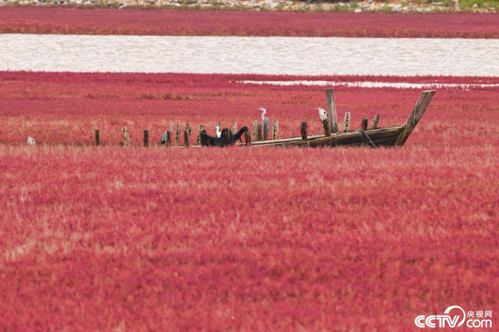 辽宁盘锦:红海滩碱蓬草迎来最佳观赏期-东北新闻网