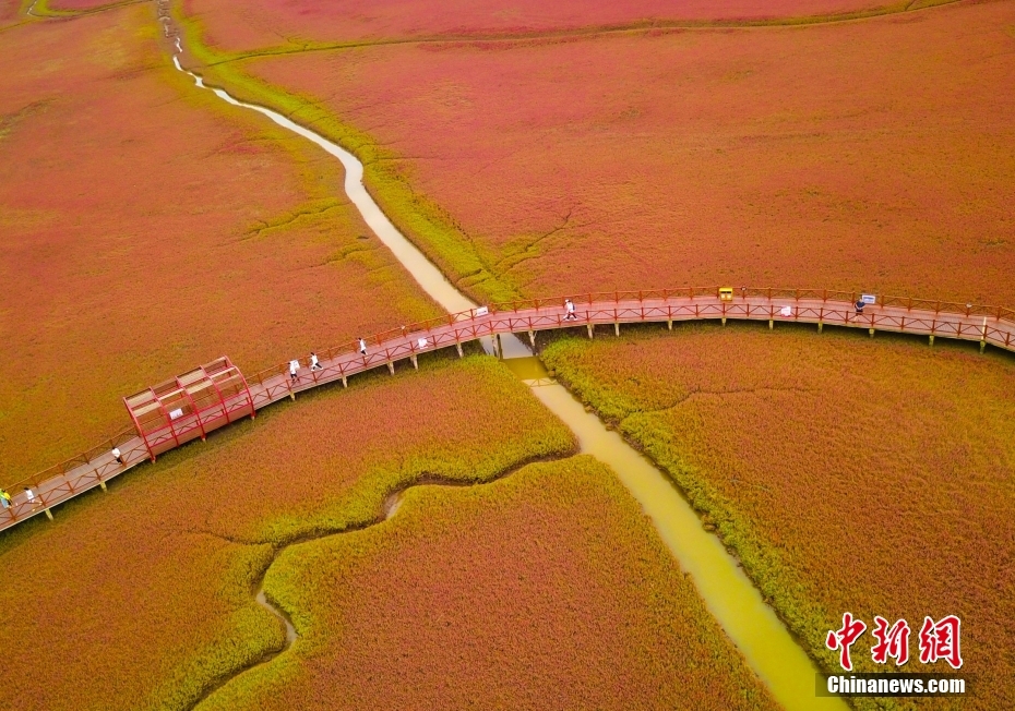 盘锦红海滩碱蓬草迎来最佳观赏期