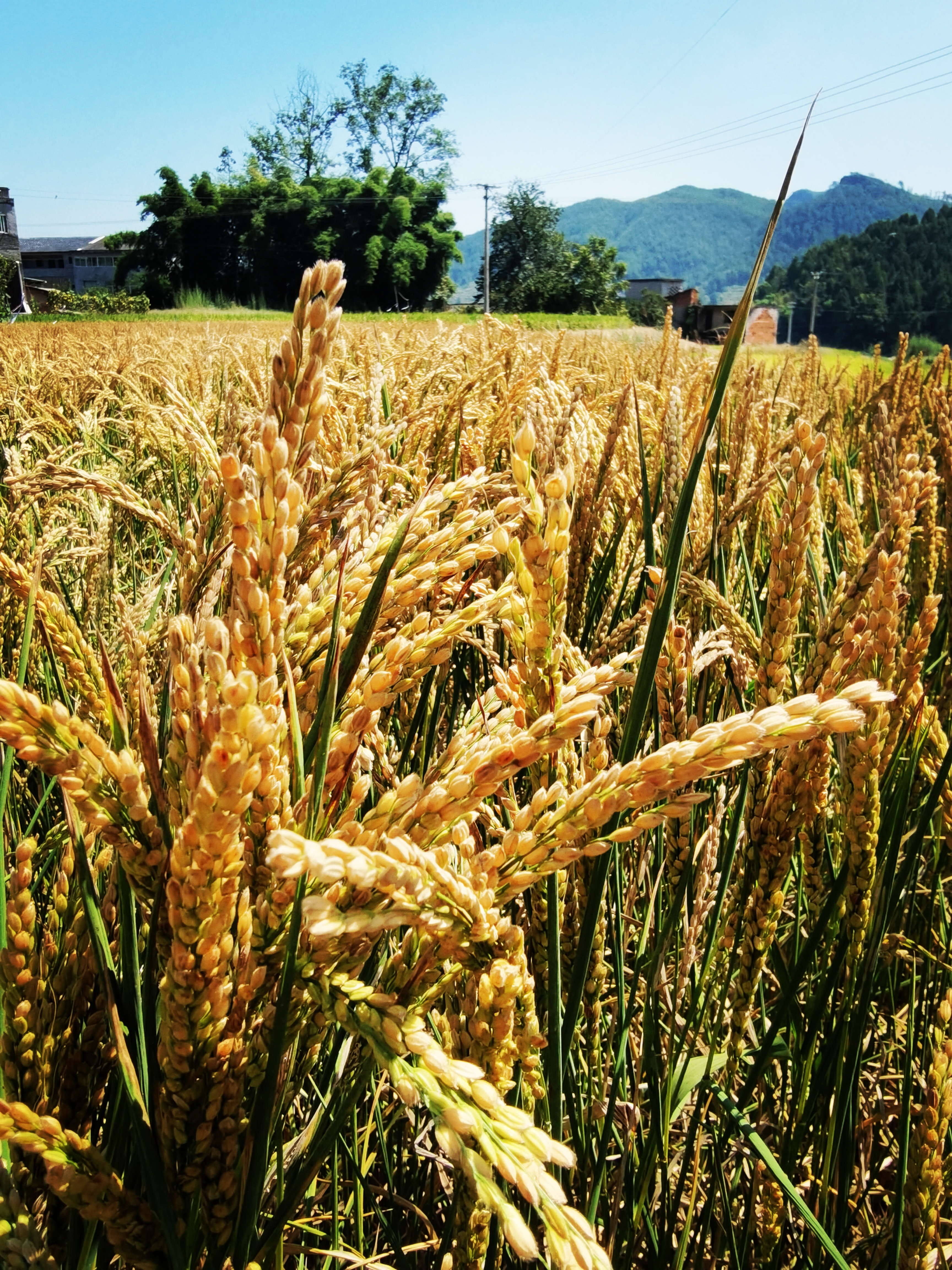 东方旱稻在重庆丰都试种成功亩产1100斤