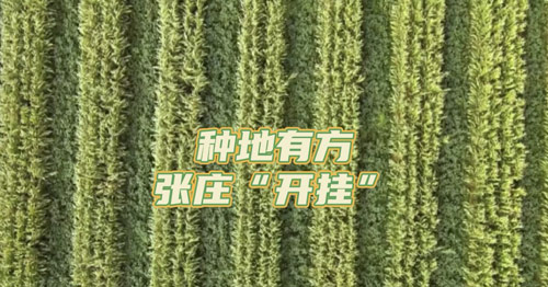 北斗现场 | 种地有方 张庄“开挂”！