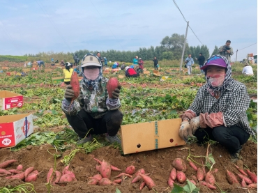 稻花香里说丰年｜将彰武地瓜的甘甜传到全国