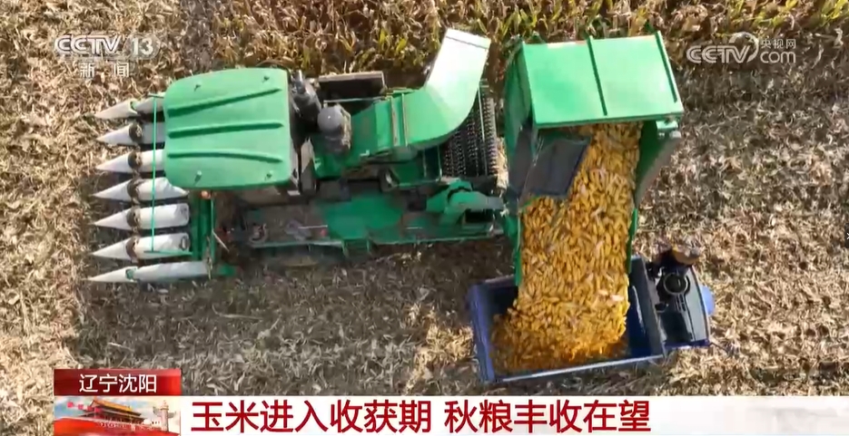 辽宁沈阳：玉米进入收获期 秋粮丰收在望