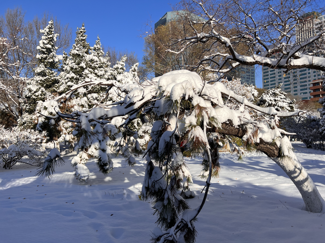 雪后的公园真美啊图片