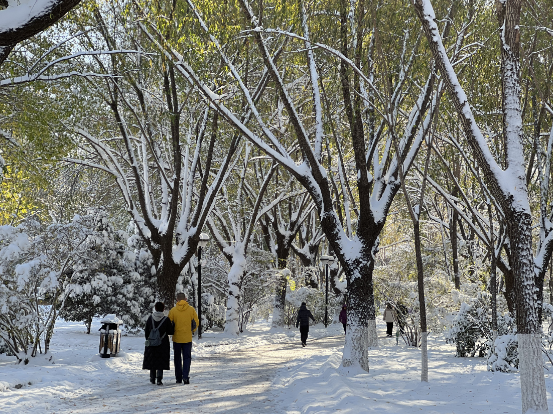 雪后的公园真美啊图片