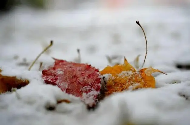 沈阳这轮雨雪没有上次大但该有的都有