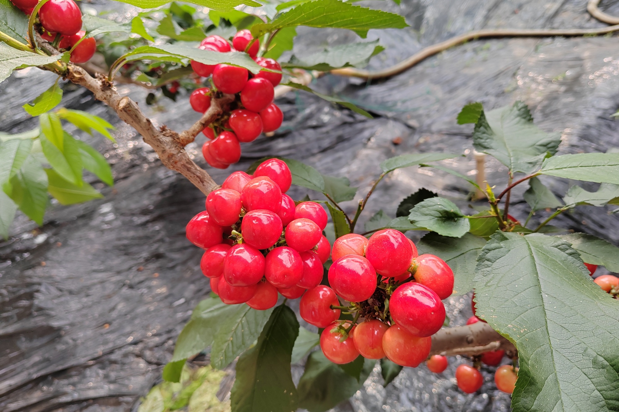 发现春之美——大连暖棚樱桃争春上市-东北新闻网