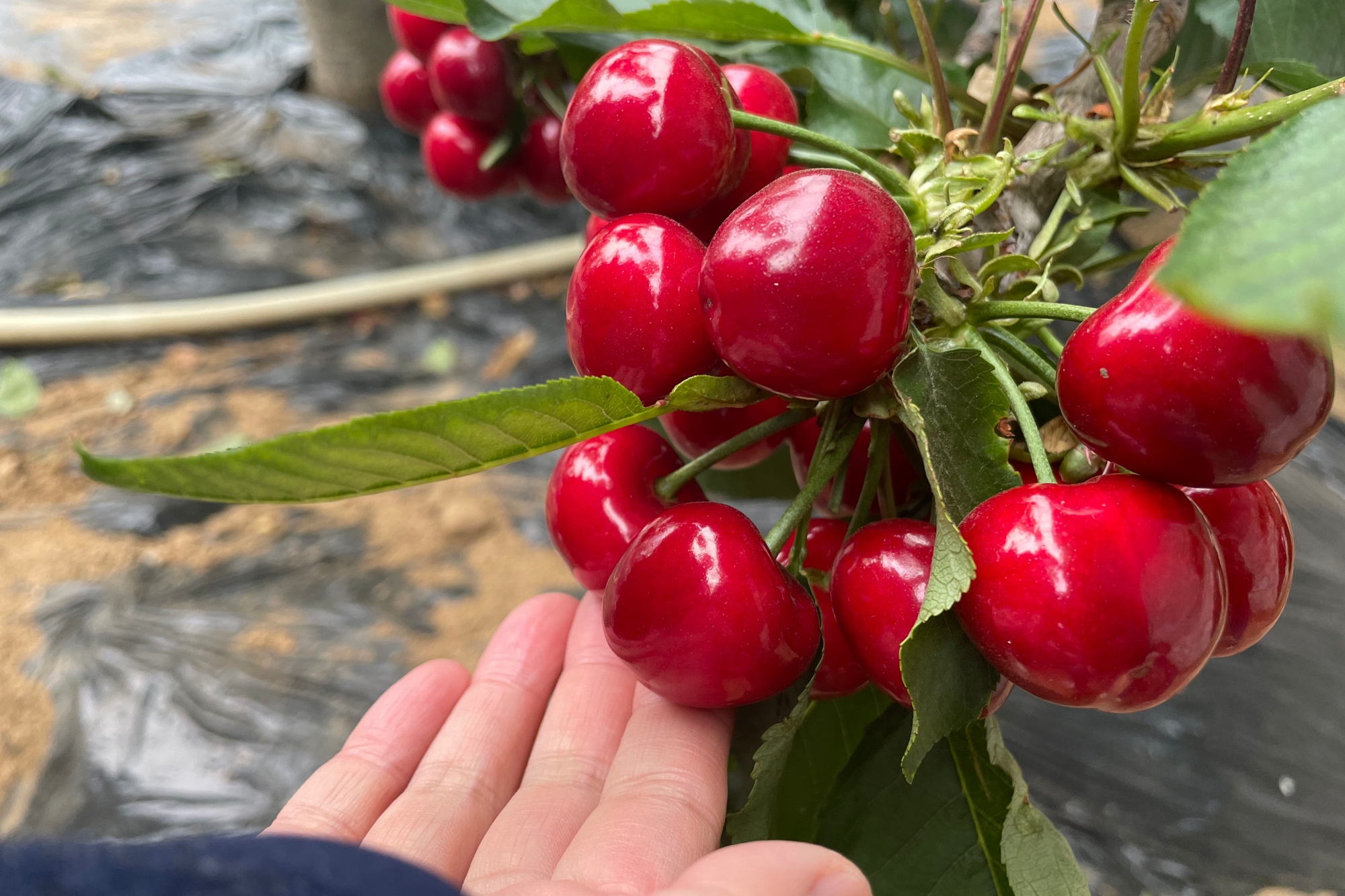 发现春之美——大连暖棚樱桃争春上市-东北新闻网