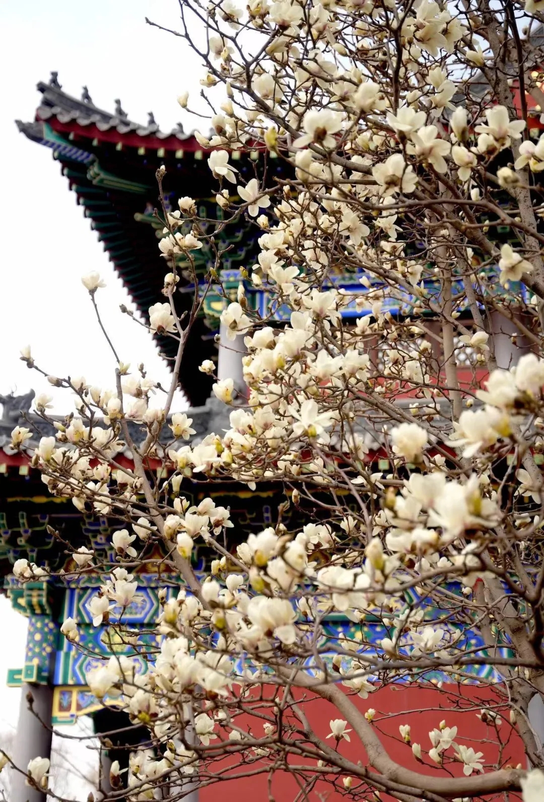 在沈阳有一种美叫玉兰花开十大打卡地来了