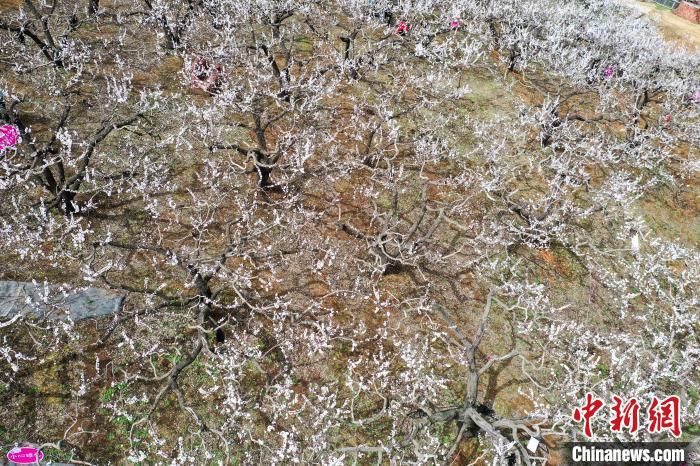 沈阳浑南第四届杏花节盛装启幕