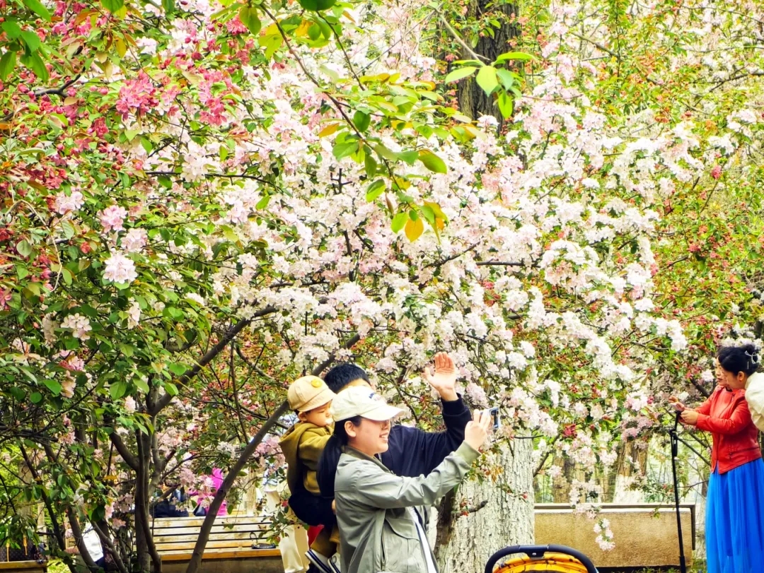 沈阳国际樱花节地址图片