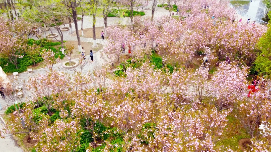 沈阳国际樱花节地址图片