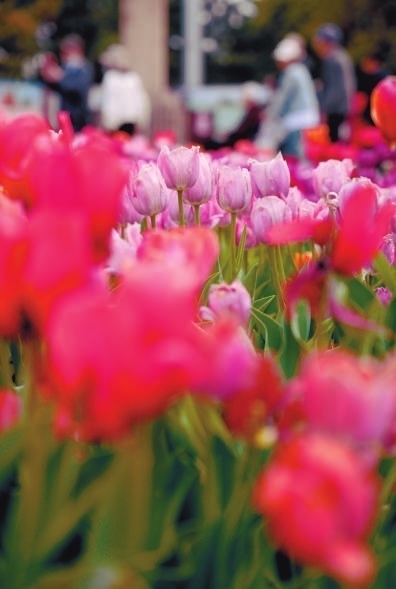 第八届北陵公园花朝节4月28日正式启幕