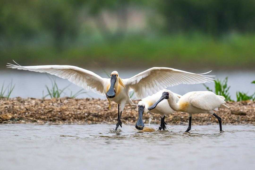 中央媒体看辽宁丨新华网:黑脸琵鹭成为大连庄河亮丽的生态名片