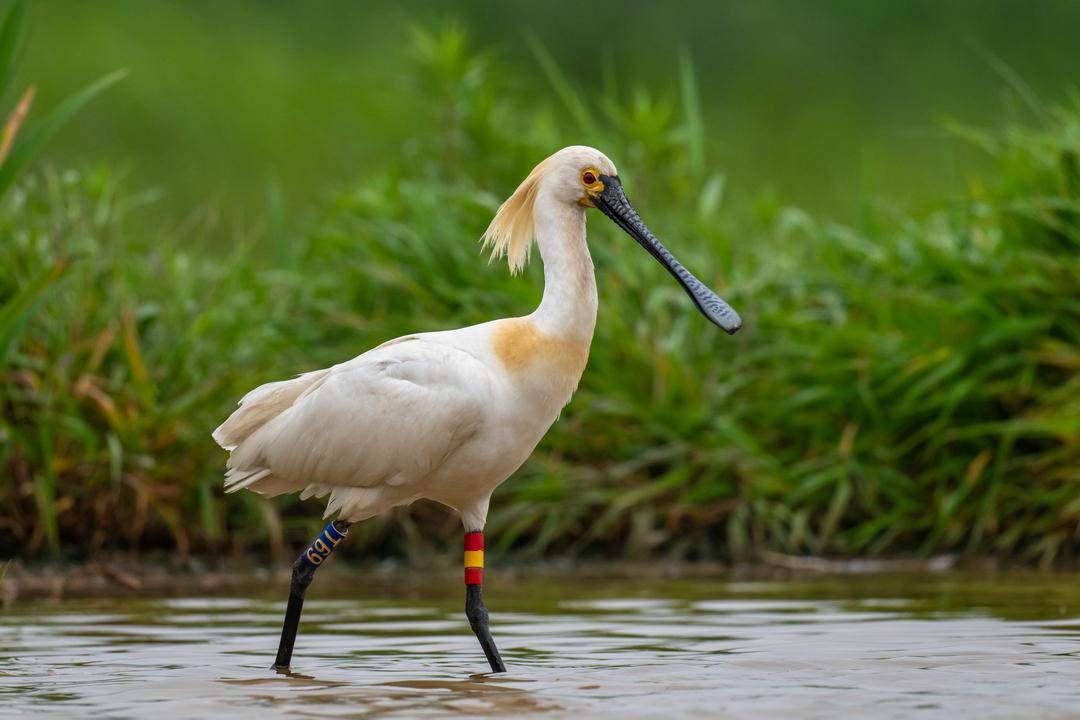中央媒体看辽宁丨新华网:黑脸琵鹭成为大连庄河亮丽的生态名片