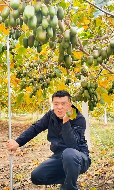 丹东软枣猕猴桃基地：生态与美食的完美结合