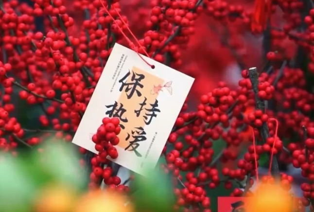 春节临近“年宵花”热销！品种“上新”年味渐浓