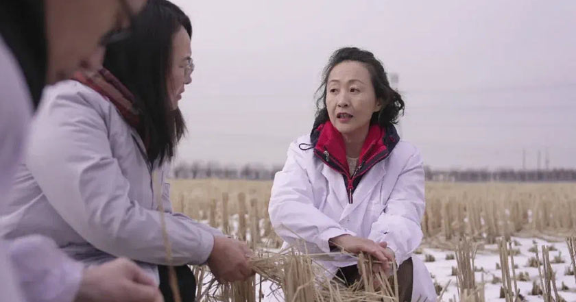 中国饭碗 东北粮仓丨在辽全国人大代表张艳：智慧农业让“会种田”升级为“慧种田”