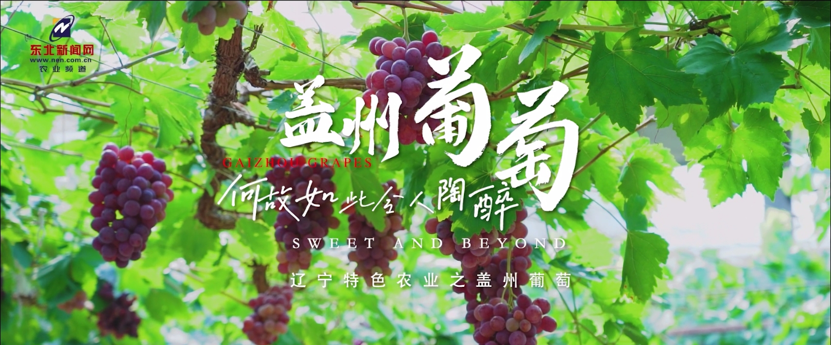 盖州葡萄 何故如此令人陶醉