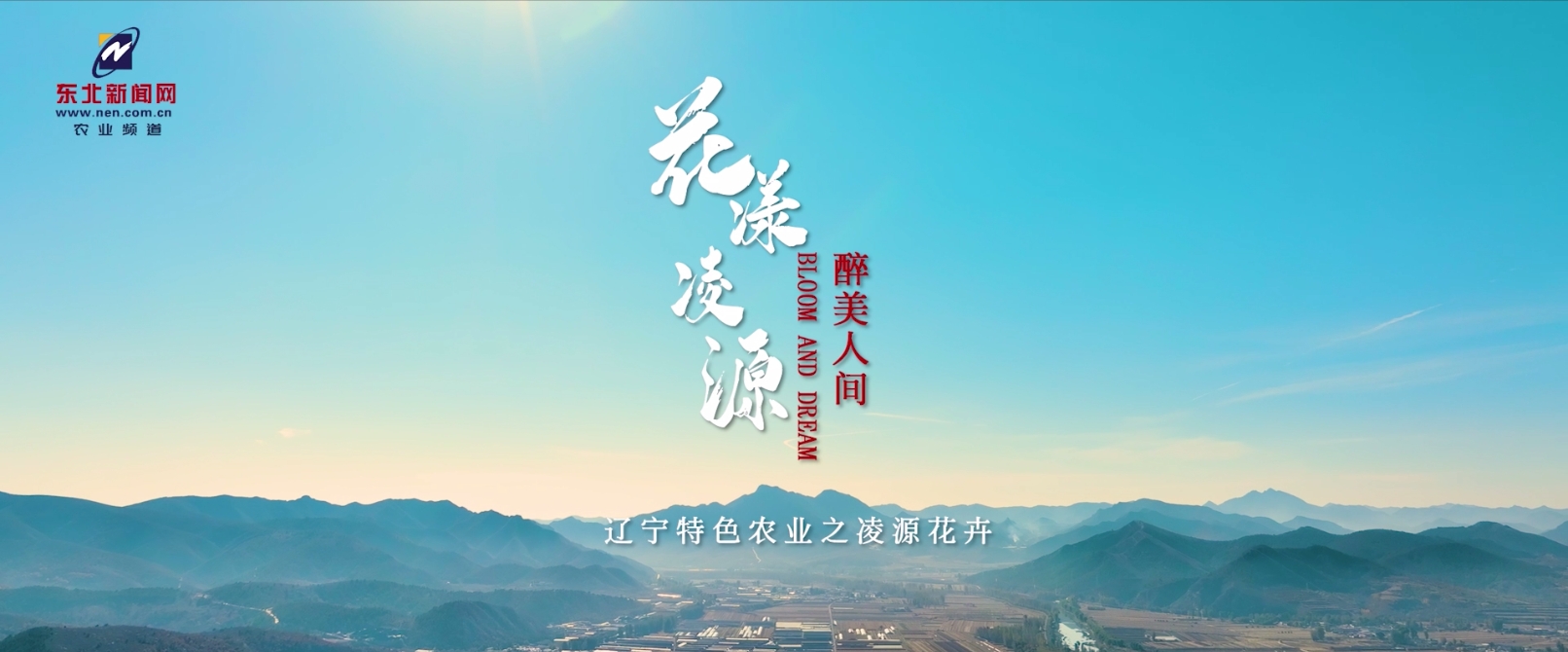辽宁特色农业之凌源花卉：花漾凌源 醉美人间