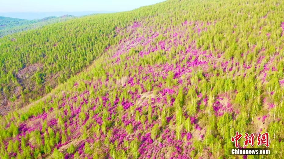 2万亩杜鹃花海绽放大兴安岭