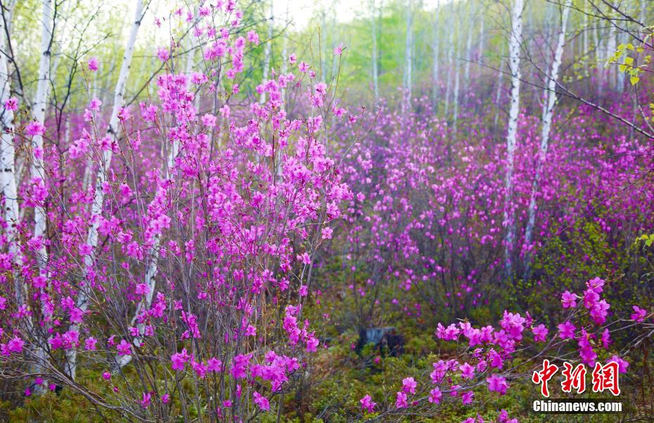 2万亩杜鹃花海绽放大兴安岭