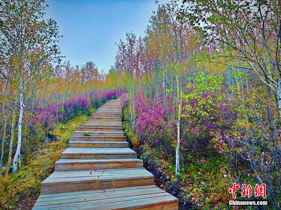 2万亩杜鹃花海绽放大兴安岭