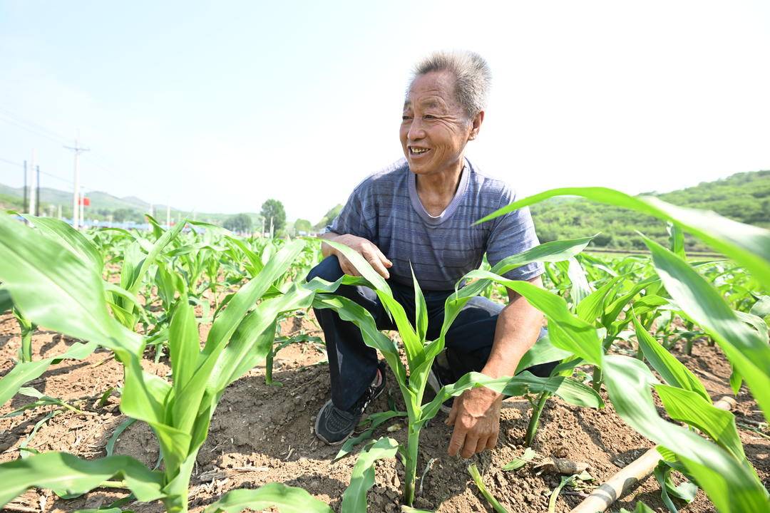 灾后复耕第一年，杨树底下村出苗壮
