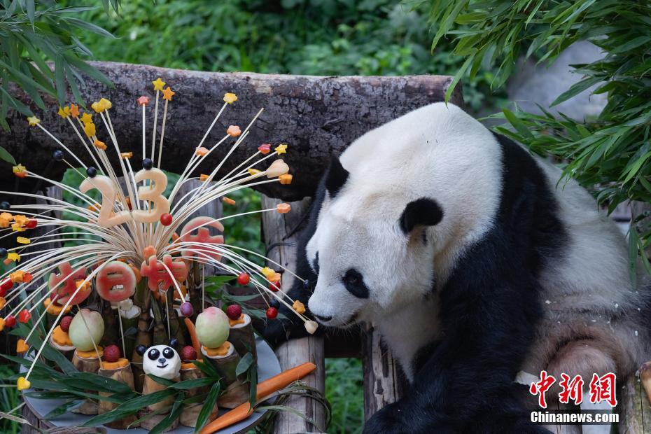 重庆动物园庆祝大熊猫“兰香”23岁生日