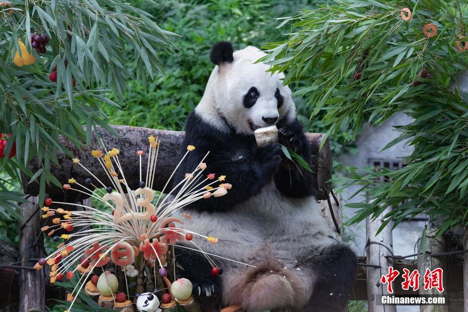 重庆动物园庆祝大熊猫“兰香”23岁生日