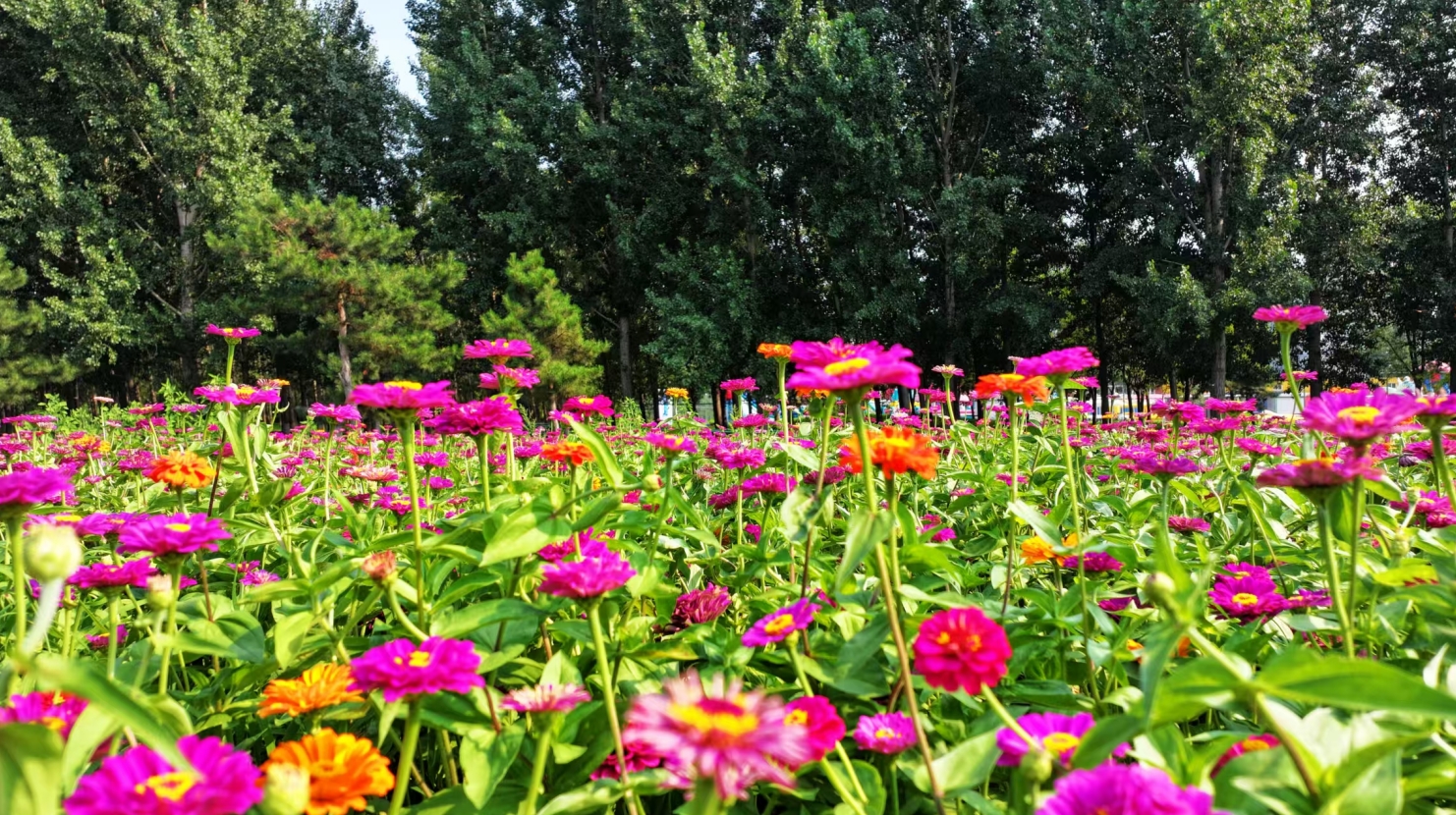 浑河岸百日菊花海盛放，圆沈阳人一个仲夏梦