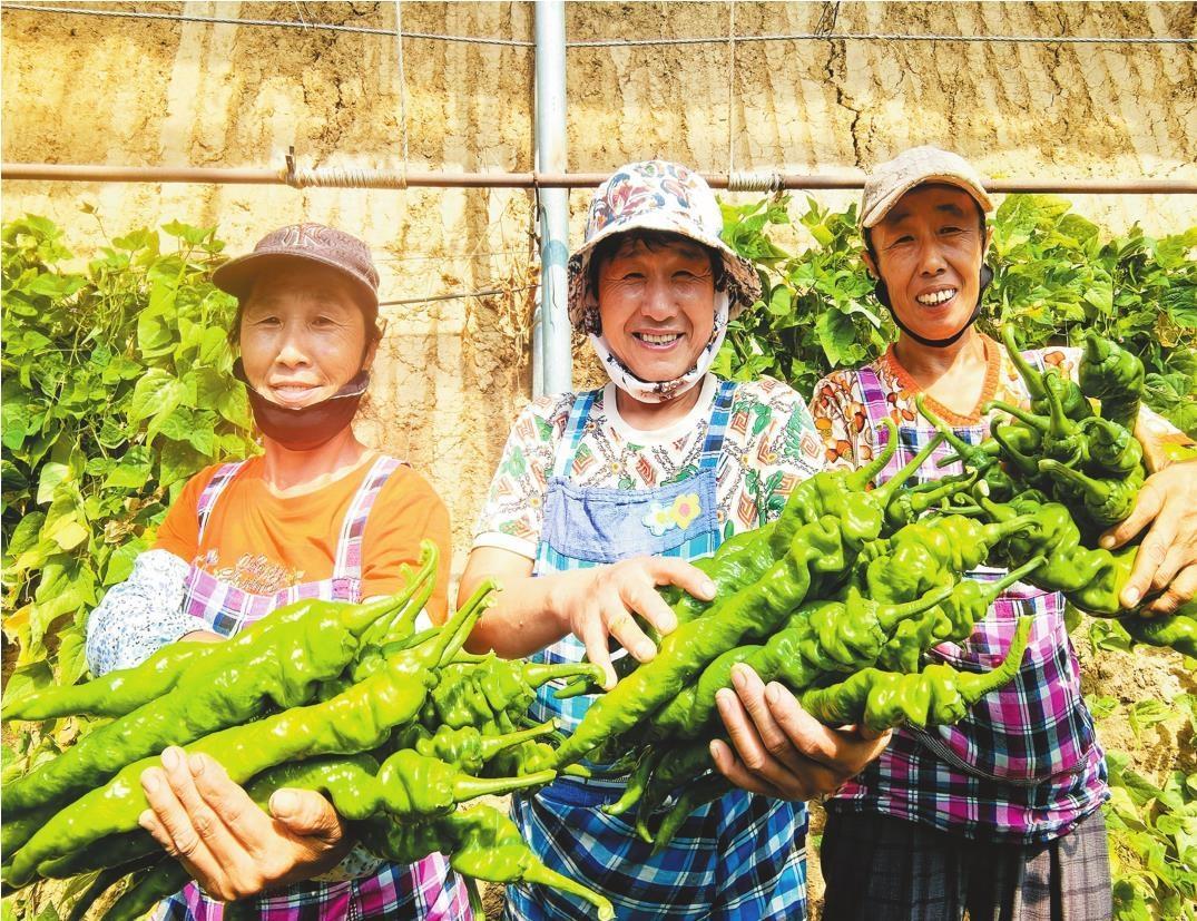 试种螺丝椒迎来丰收季