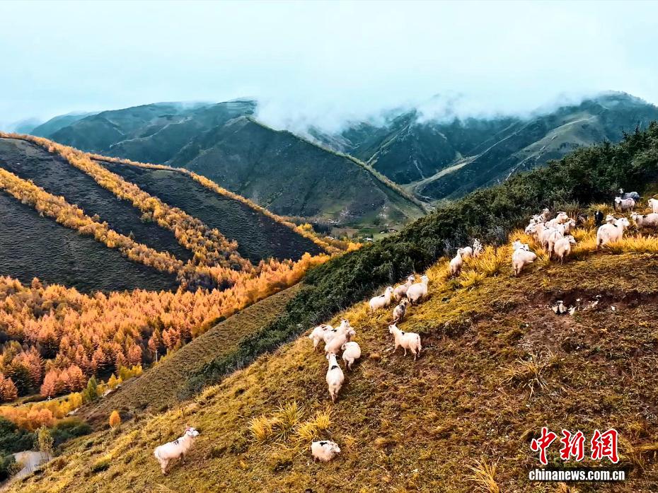 航拍高原深秋美景：雪覆山巅 秋染山河