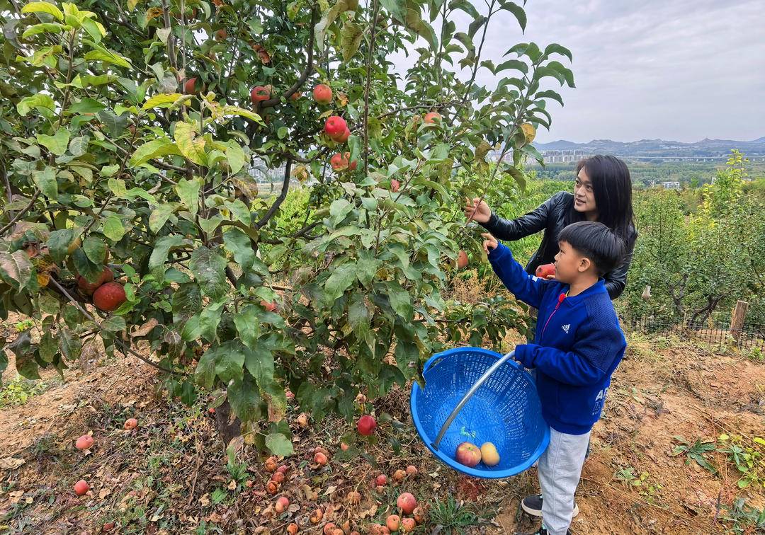 硕果挂满枝，助农在行动