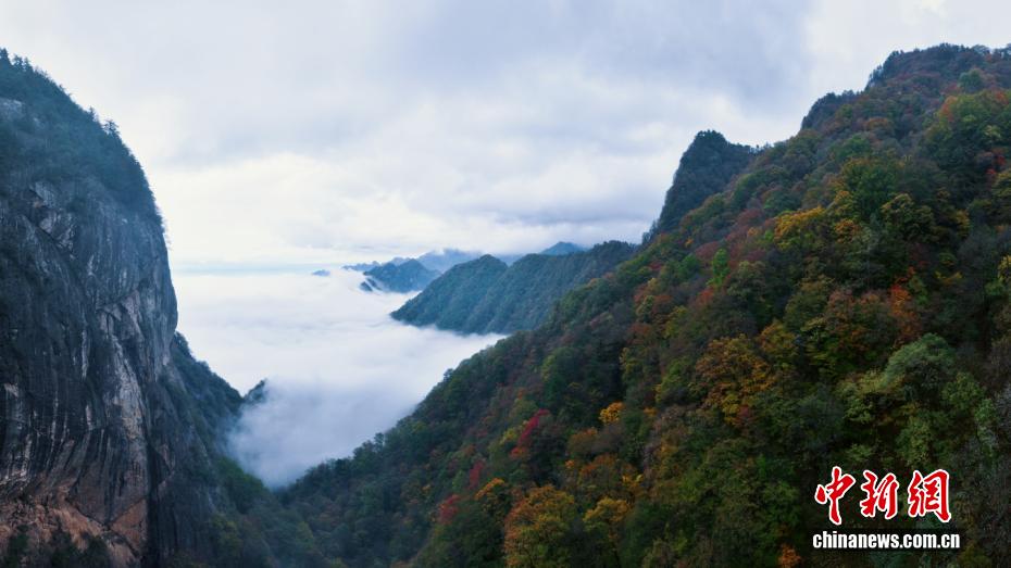 秋意渐浓 秦岭腹地层林尽染