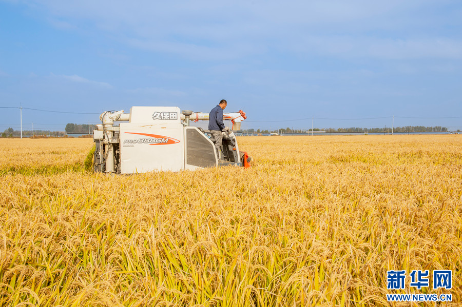 沈阳>图为农户在辽宁省沈阳市辽中区杨士岗镇前邢村一处稻田收割水稻