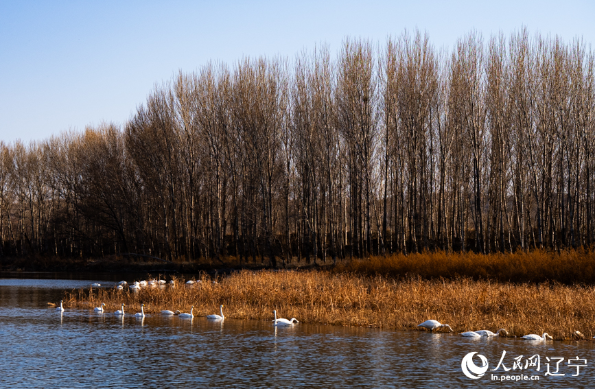 在辽宁省朝阳市北票市南八家子乡红村天鹅湾,数百只洁白天鹅游荡觅食。人民网记者 邱宇哲摄