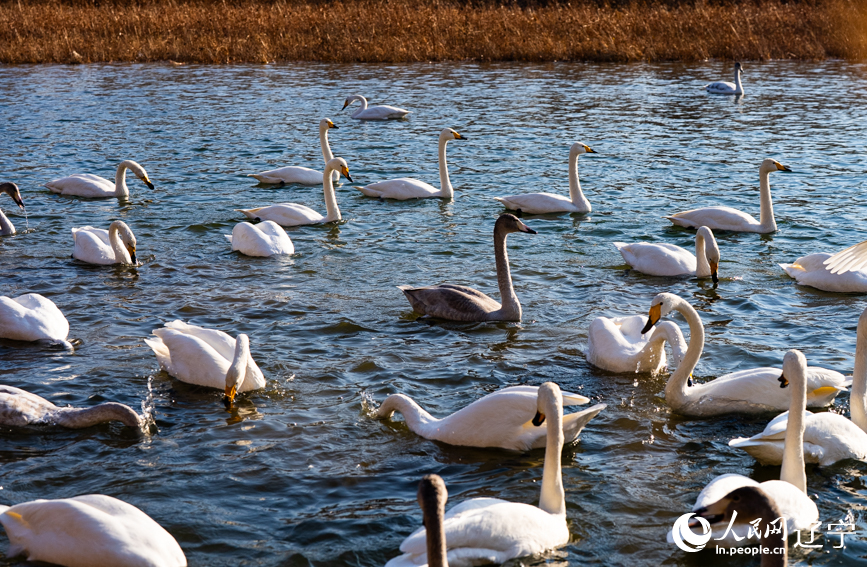 在辽宁省朝阳市北票市南八家子乡红村天鹅湾,绵延数公里的洁白天鹅游荡觅食。人民网记者 邱宇哲摄