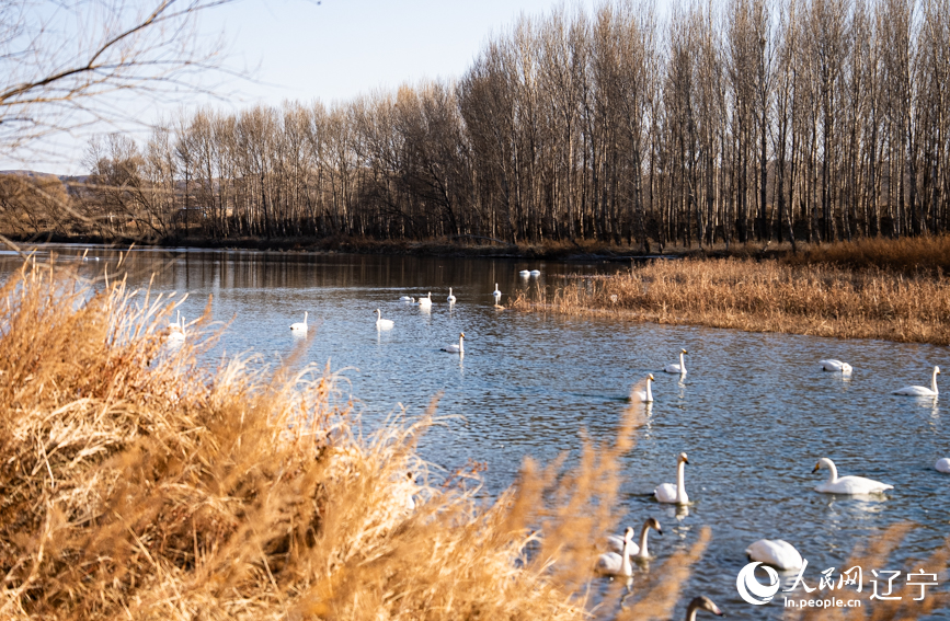 在辽宁省朝阳市北票市南八家子乡红村天鹅湾,数百只洁白天鹅游荡觅食。人民网记者 邱宇哲摄