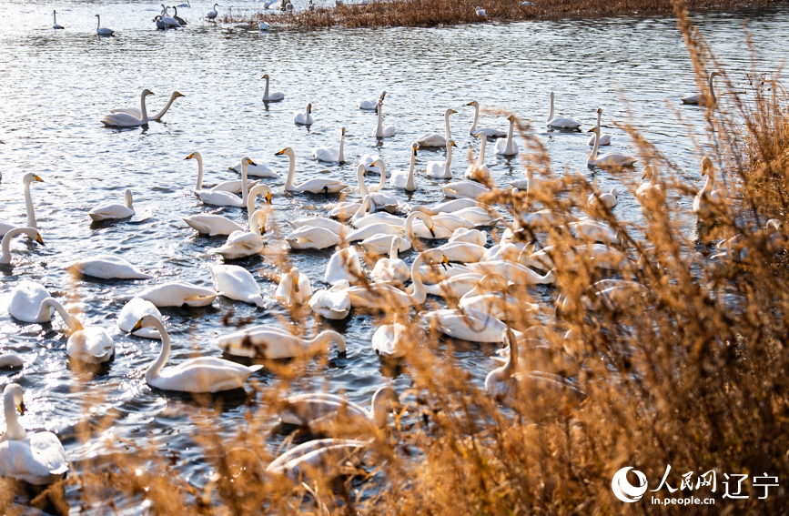 在辽宁省朝阳市北票市南八家子乡红村天鹅湾,数百只洁白天鹅游荡觅食。人民网记者 邱宇哲摄