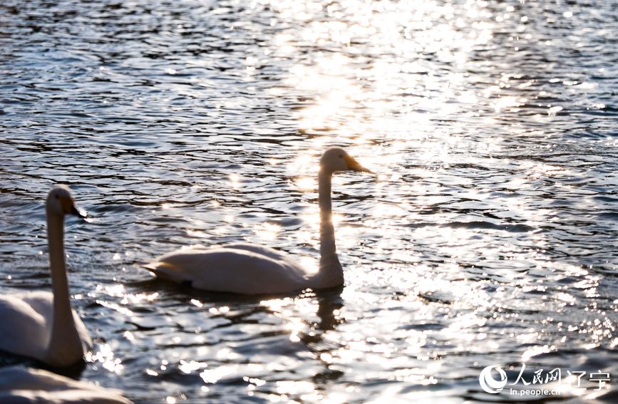 在辽宁省朝阳市北票市南八家子乡红村天鹅湾,数百只洁白天鹅游荡觅食。人民网记者 邱宇哲摄