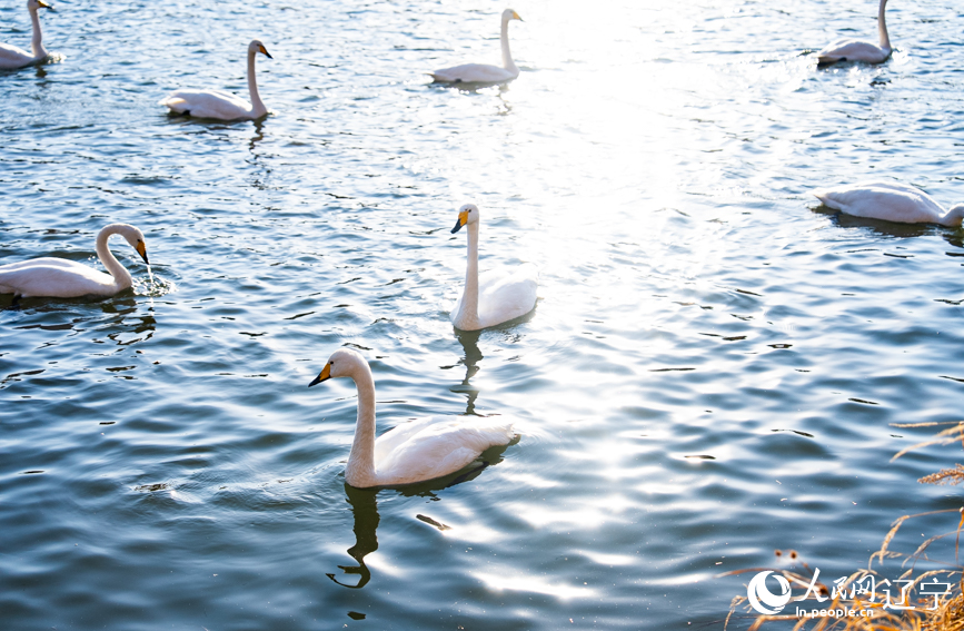 在辽宁省朝阳市北票市南八家子乡红村天鹅湾,数百只洁白天鹅游荡觅食。人民网记者 邱宇哲摄