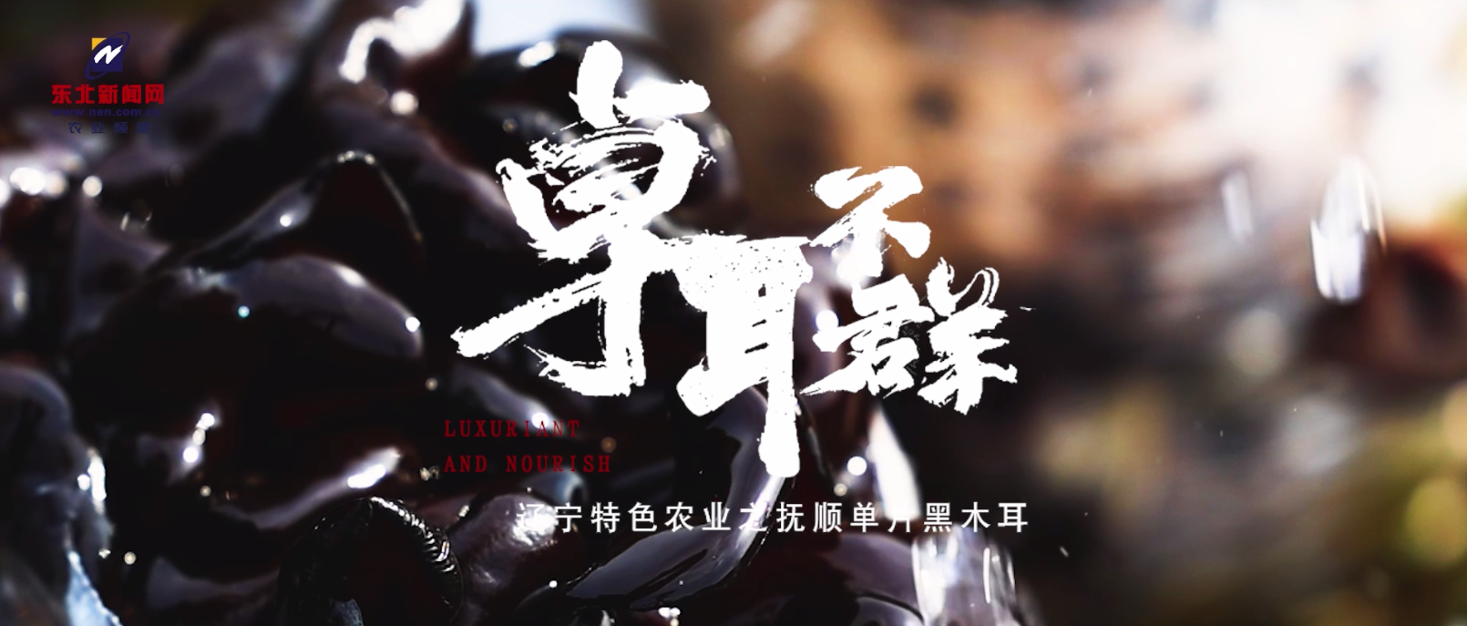 抚顺，卓“耳”不群