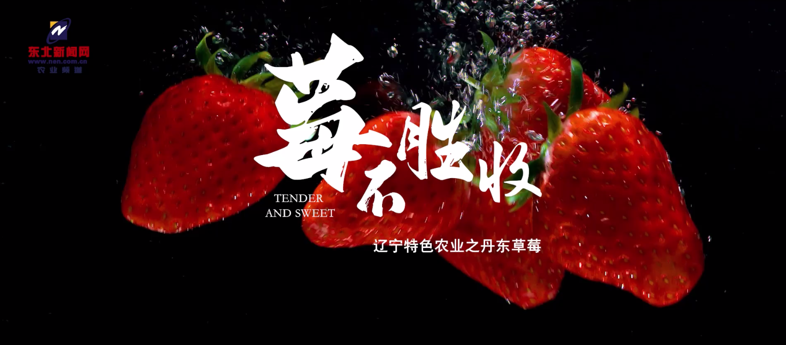 丹东，“莓”不胜收