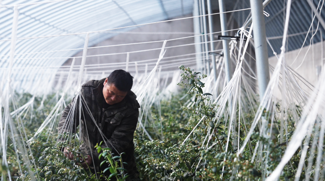 蓝莓大棚内，果农进行日常维护工作。人民网记者 邱宇哲摄