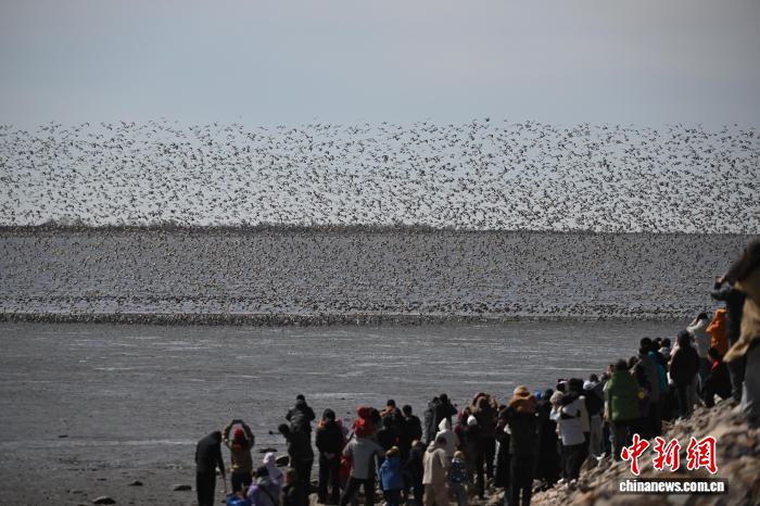 万鸟翔集丹东鸭绿江口