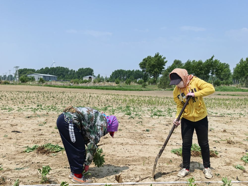 AG真人官方app|清舞比翼双飞|中央媒体看辽宁丨新华社：向沙地要“产值”——辽